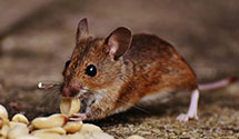 commercial-pest-management Experts in Bakers Summit